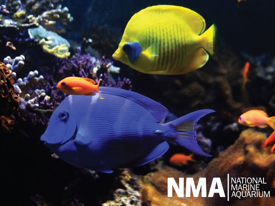 Plymouth National Aquarium near Pennymoor Caravan and Camping park, Modbury