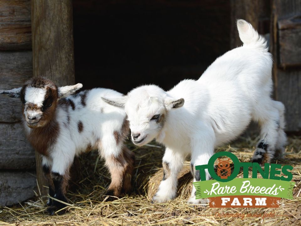 Totnes Rare Breeds near Pennymoor Caravan and Camping park, Modbury