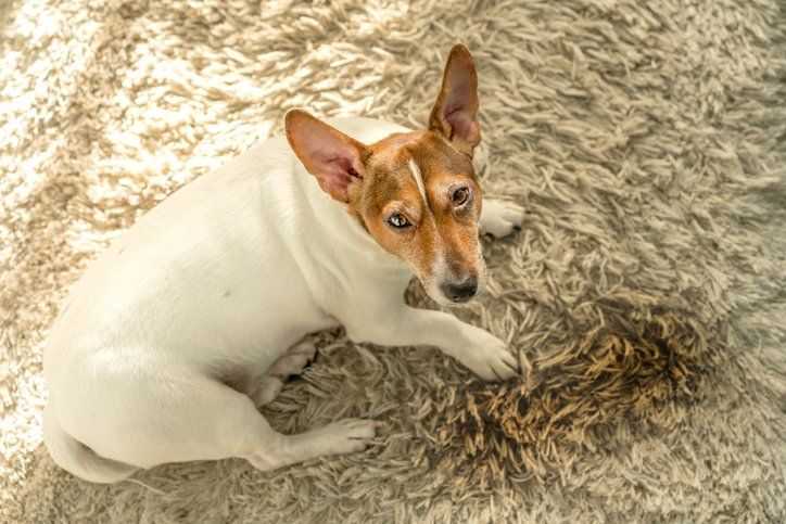 Dog Urine on The Carpet — Holden, MA — Majestic Carpet & Upholstery Cleaning Dog Urine on The Carpet — Holden, MA — Majestic Carpet & Upholstery Cleaning