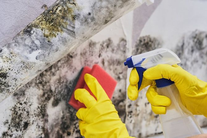 Cleaning Mold — Holden, MA — Majestic Carpet & Upholstery Cleaning