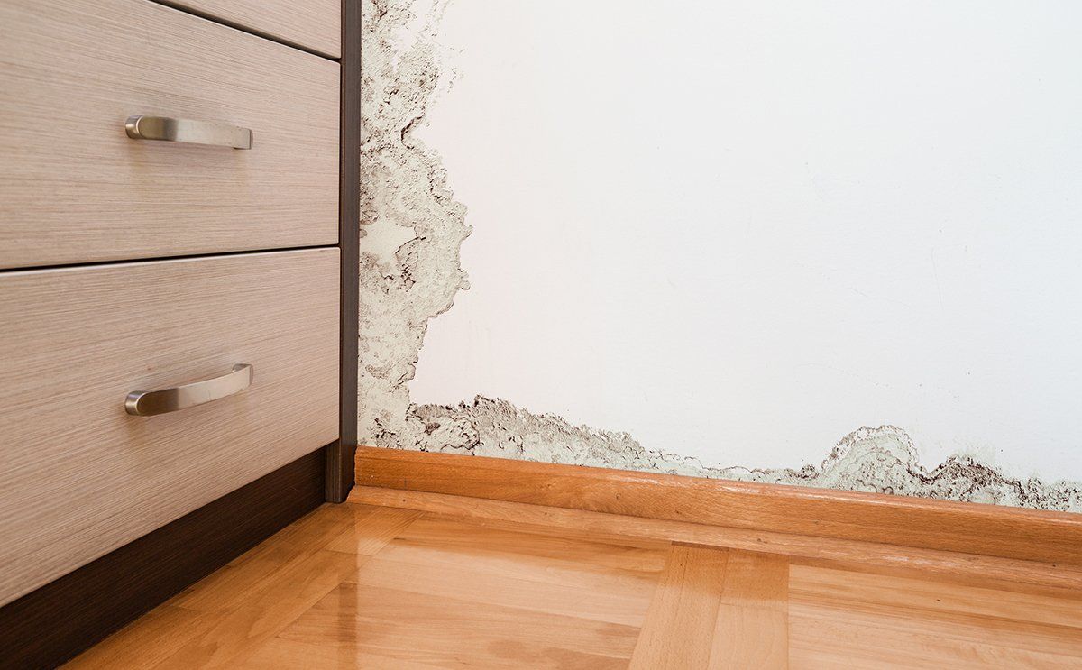 Mildew on The Wall — Holden, MA — Majestic Carpet & Upholstery Cleaning Mildew on The Wall — Holden, MA — Majestic Carpet & Upholstery Cleaning