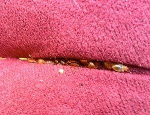 Bedbug control