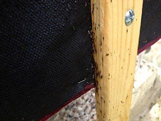 bedbugs and eggs