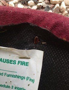 Bed bug size