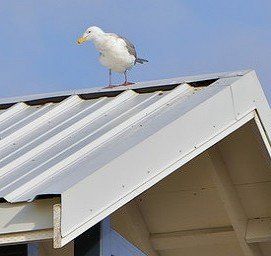 Bird control