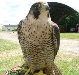 Falcon