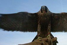 Peregrine falcon