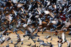 Flock of pigeons