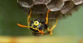 Insect control