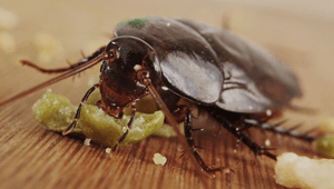 pest control