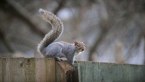 Commercial pest control