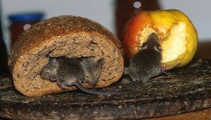 Pest control for facilities