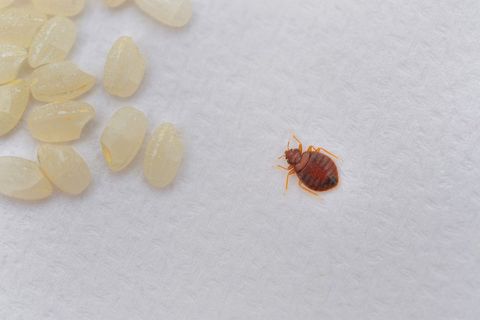 bedbug control