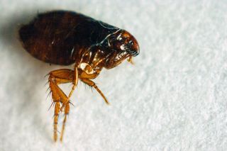 Flea control