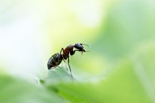Ant control