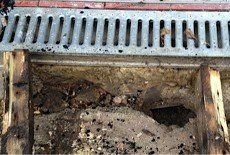 Rat burrows