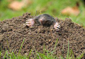 Common mole making