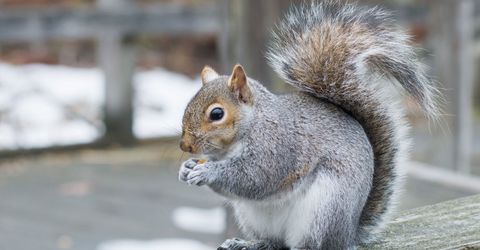 Squirrels