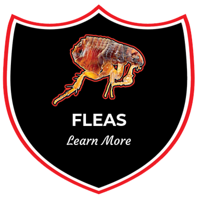 Flea-Control-Charlotte