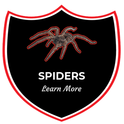 Spider-Control-Charlotte