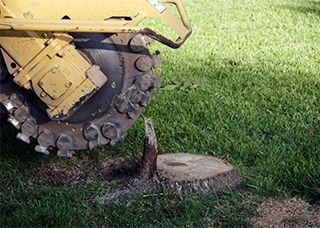 pointy stump about to be removed from ground
