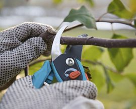 trimming a small tree branch