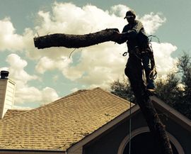 tree removal project in progress
