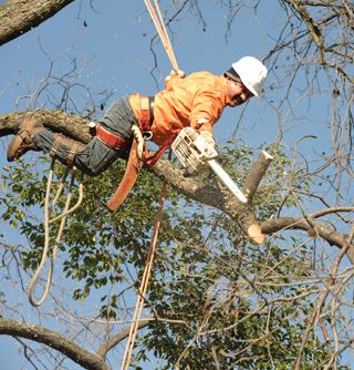 Arborist Performing Tree Trimming | Austin, TX | San Marcos, TX | Round Rock, TX
