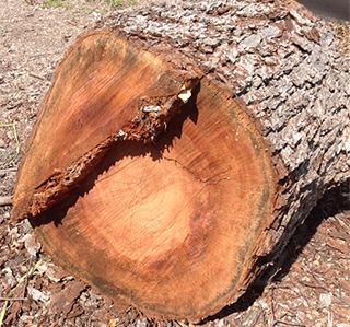 stump of a removed tree