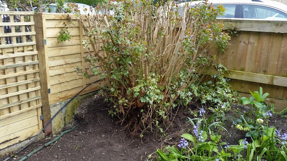 garden plants