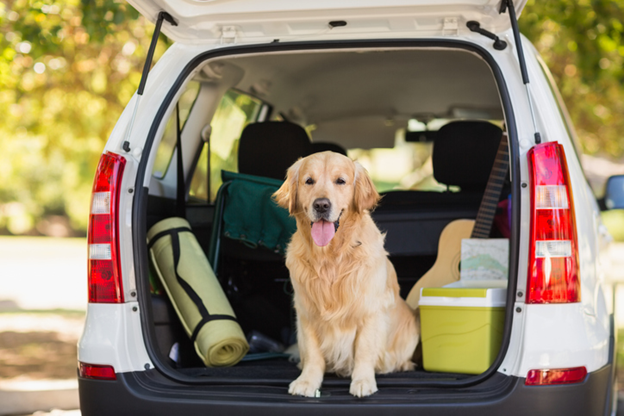 Stock photo of a golden retriever sitting in the rear hatch area of an SUV
