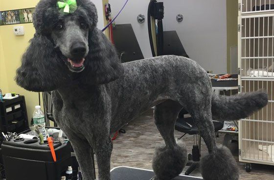 Haircut for dogs
