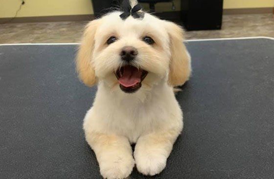Groomed Pet