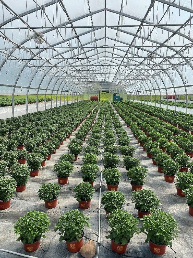 FALL MUMS PONTOS GREENHOUSES