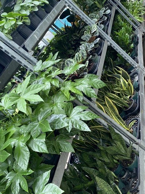 foliage, from 3