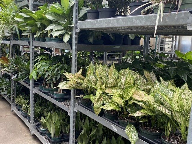 foliage, from 3