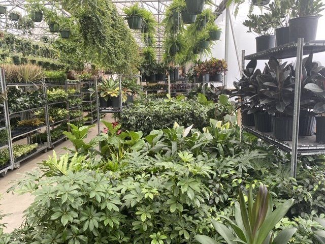 foliage, from 3