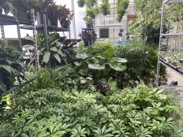 foliage, from 3