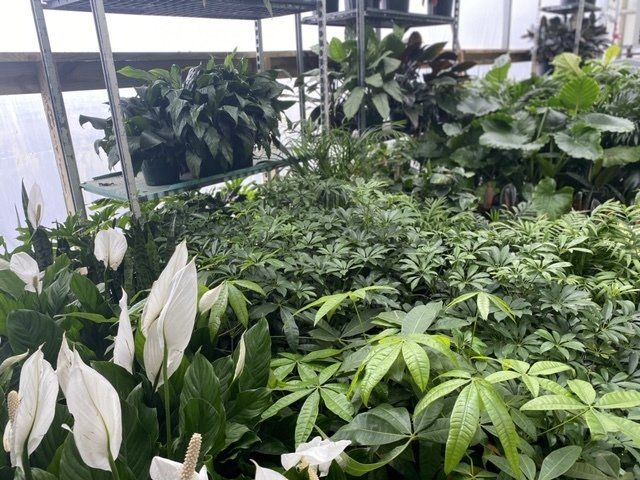 foliage, from 3