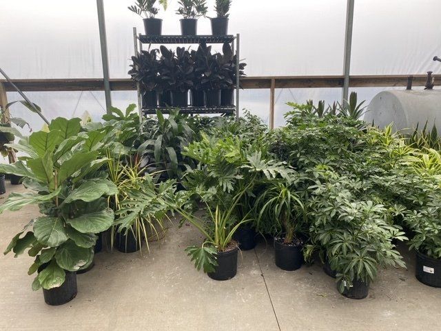 foliage, from 3