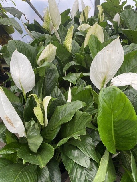 foliage, from 3