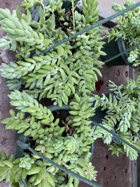 foliage, from 3