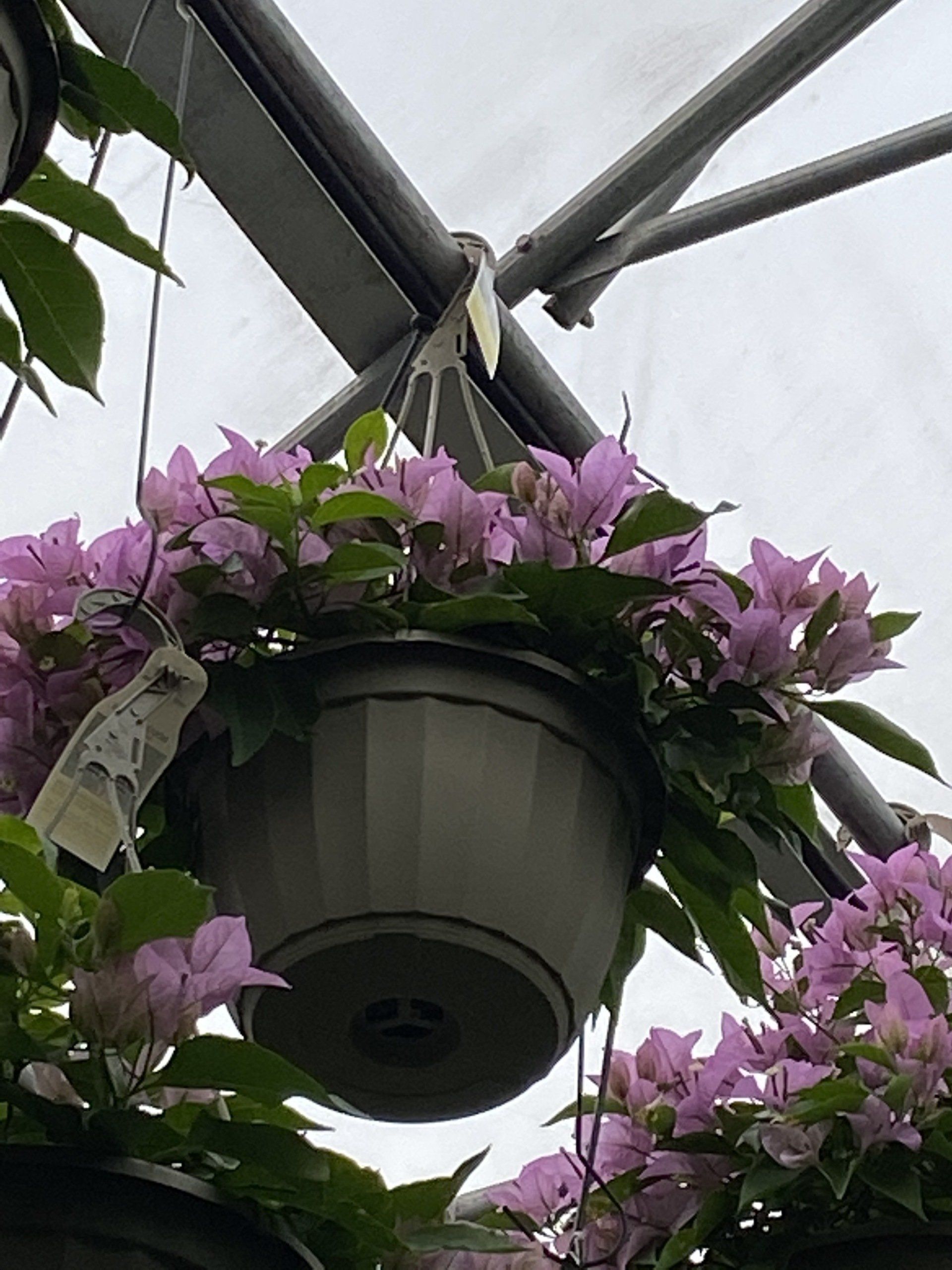 SPRING HANGING BASKETS 10