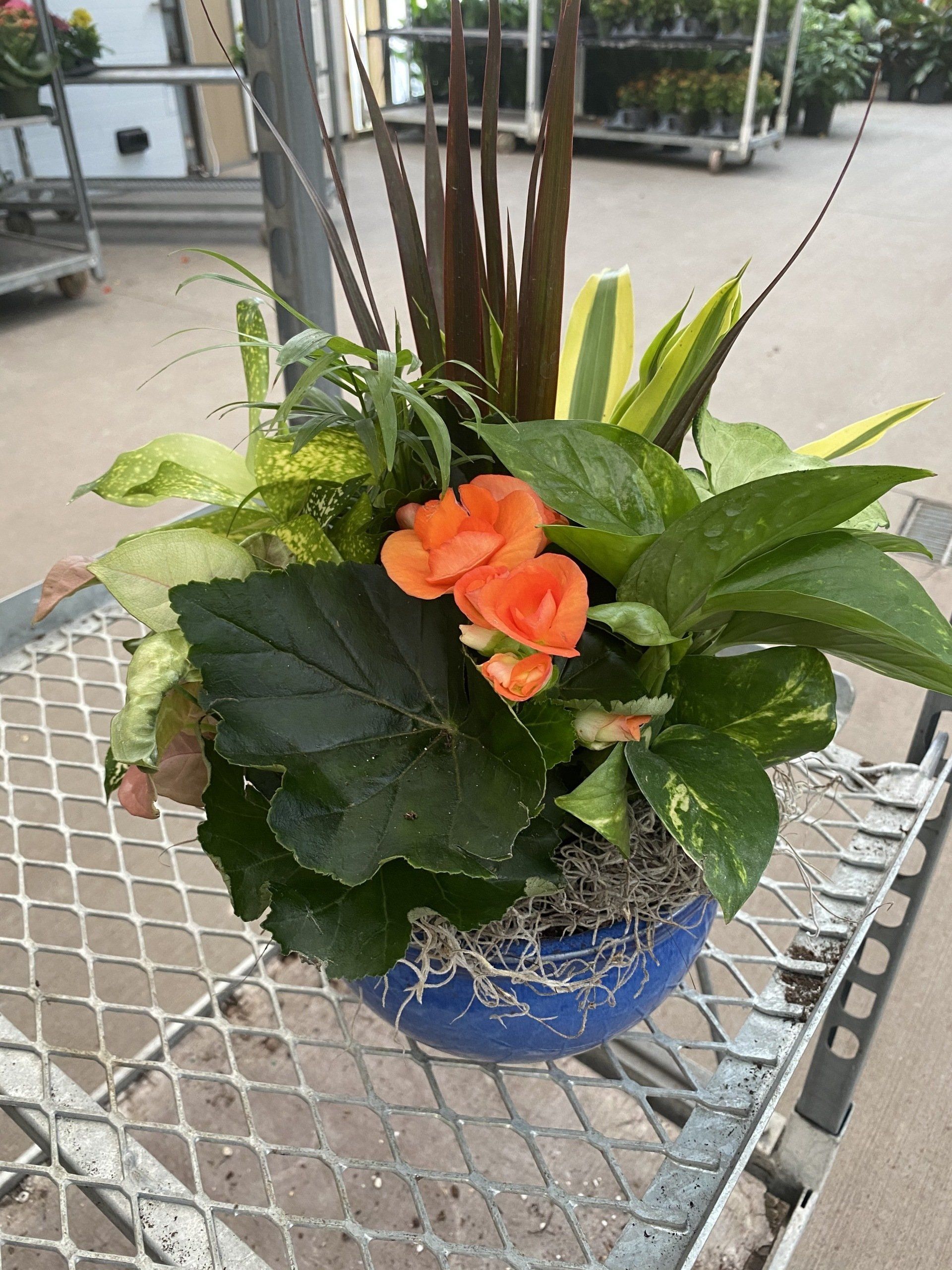 Dish Gardens