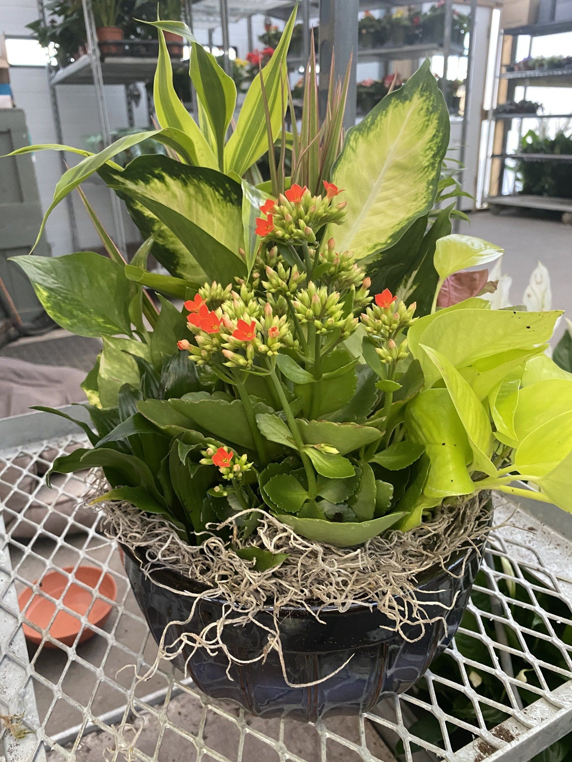 Dish Gardens