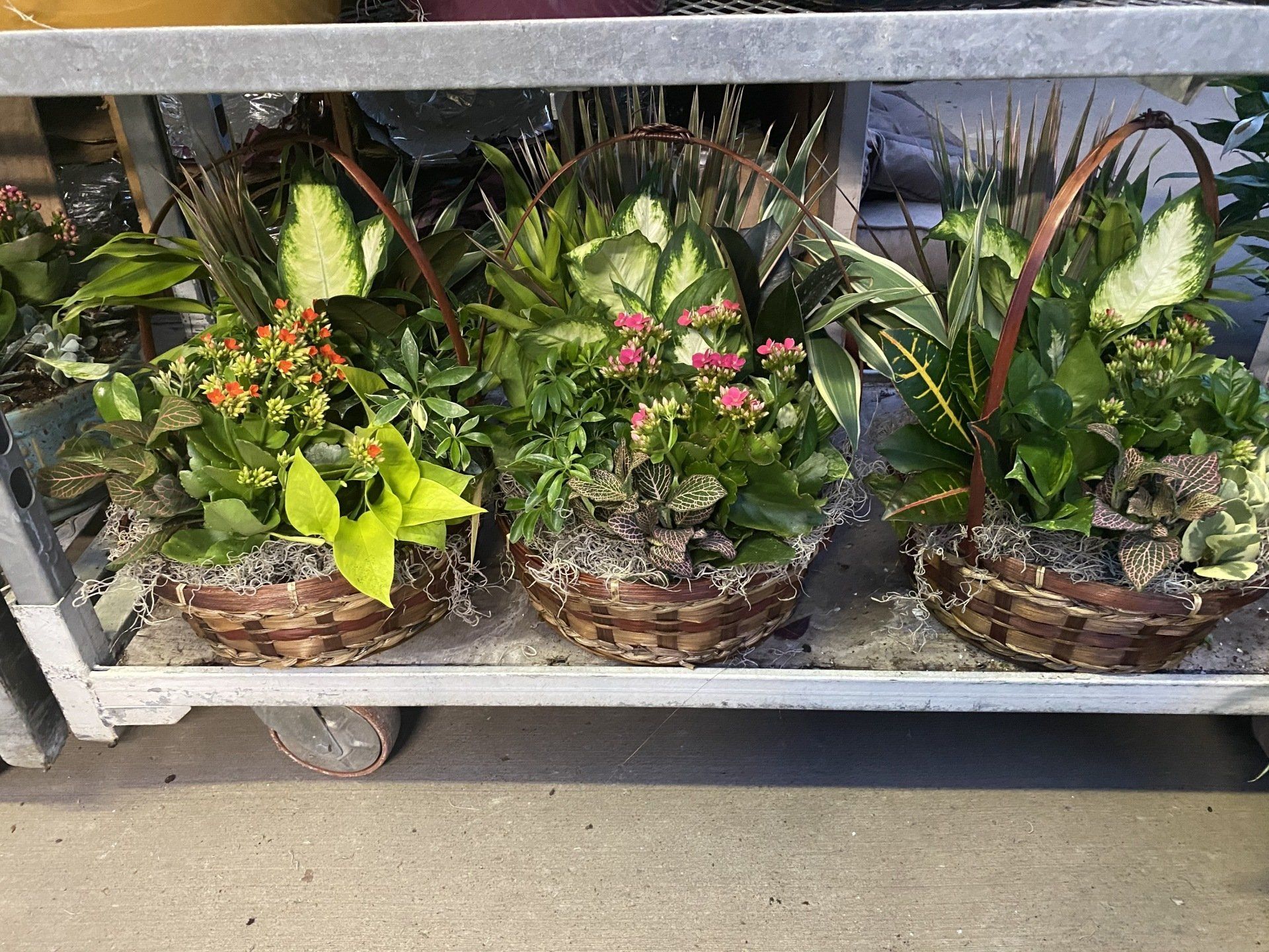 Dish Gardens