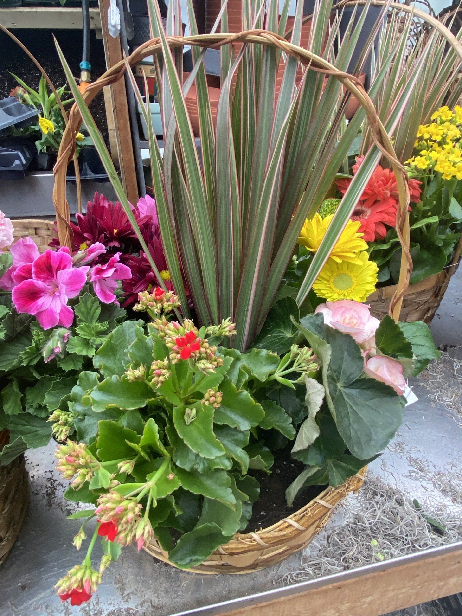 Dish Gardens