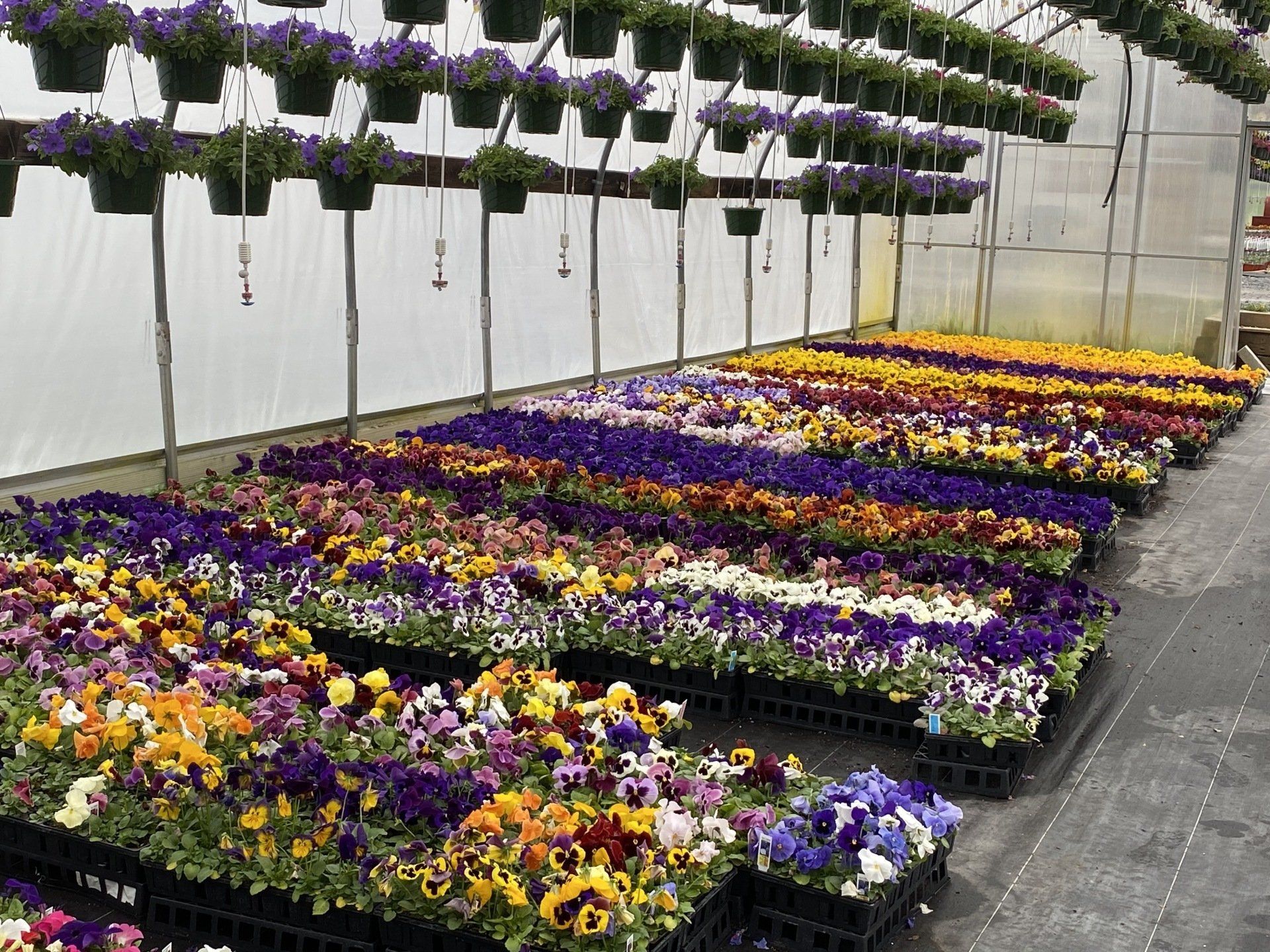 Spring Bedding Plants