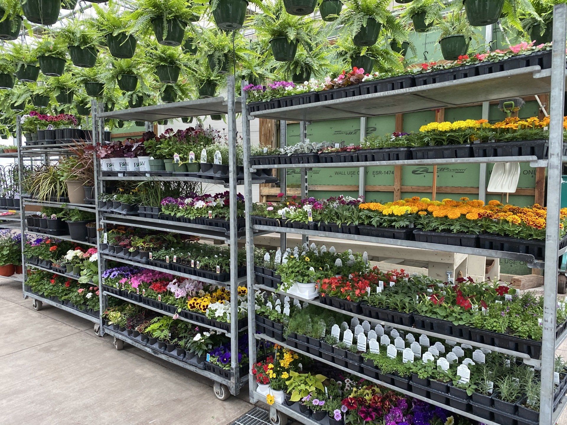 Spring Accent Plants / Flowering Annuals