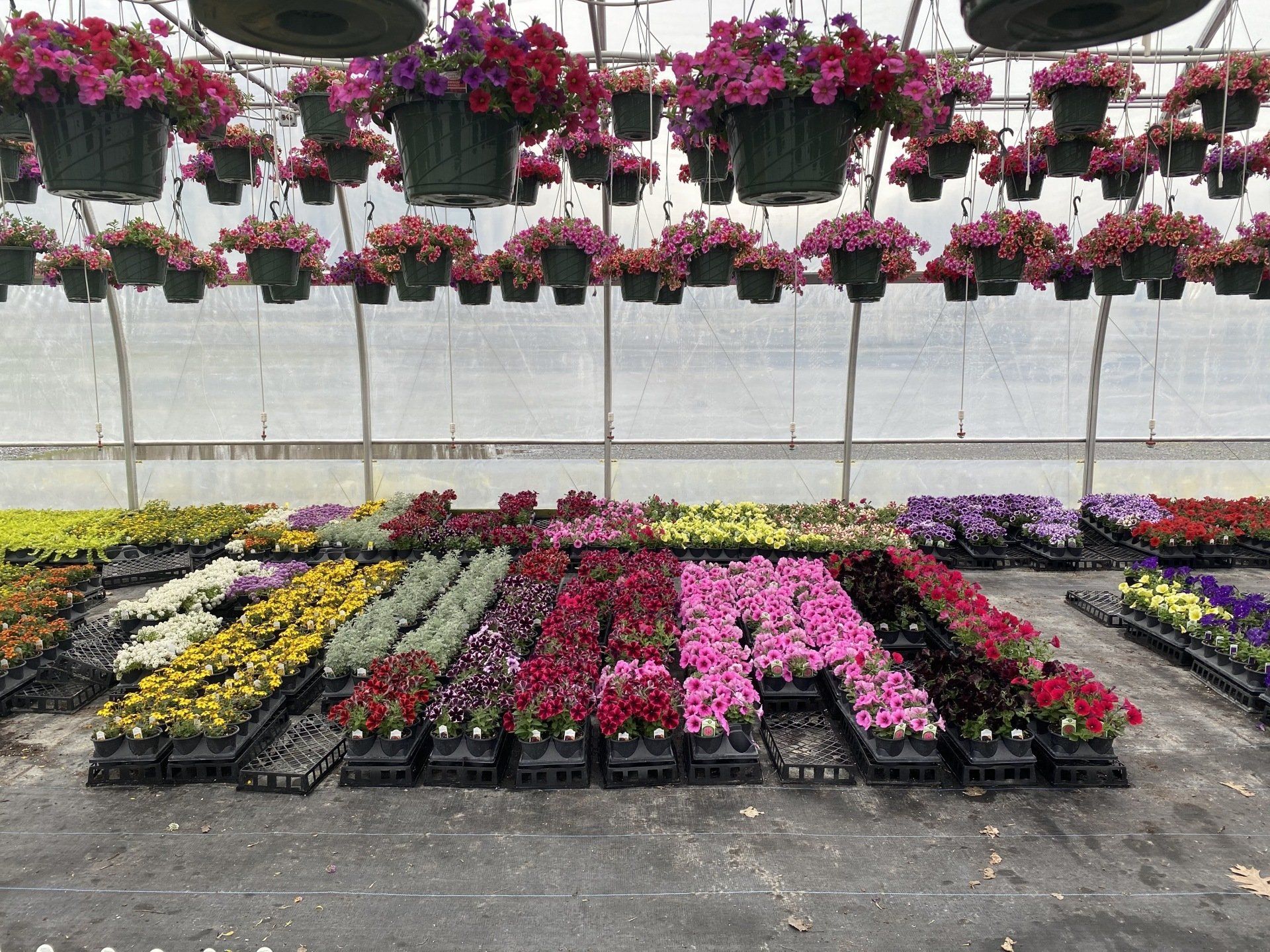 Spring Accent Plants / Flowering Annuals